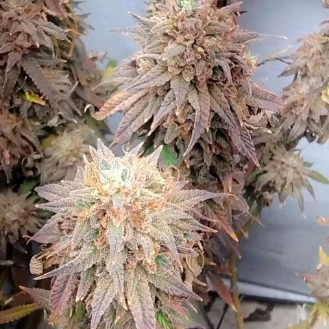 24k GOLD foto / banco: cannabiorganic growlog timeline photo