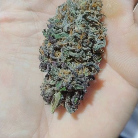 24k GOLD foto / banco: cannabiorganic growlog timeline photo