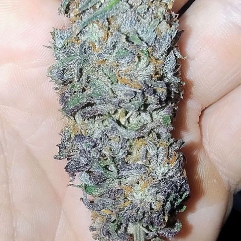 24k GOLD foto / banco: cannabiorganic growlog timeline photo