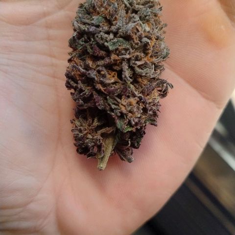 24k GOLD foto / banco: cannabiorganic growlog timeline photo