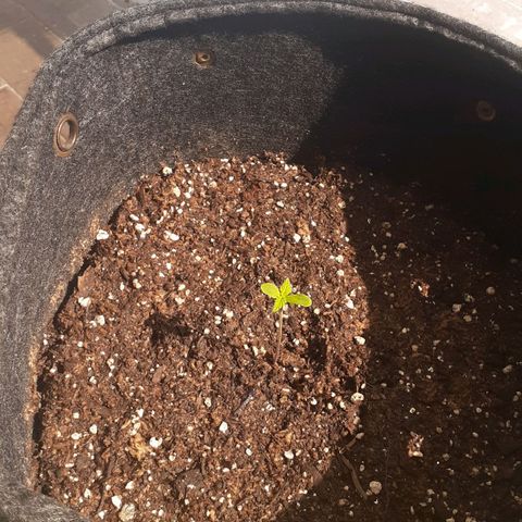 Jazmin growlog timeline photo