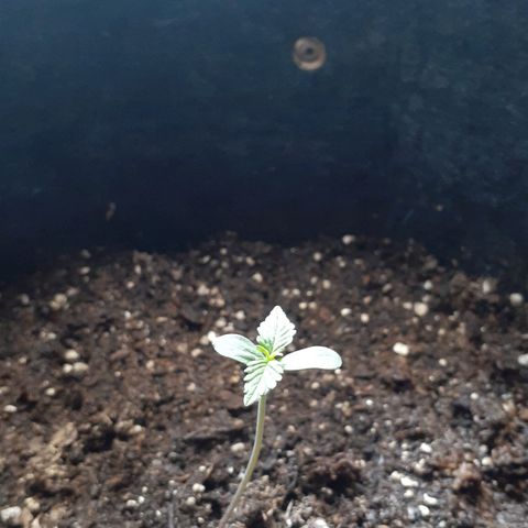Jazmin growlog timeline photo