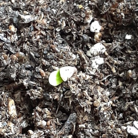 Jazmin growlog timeline photo