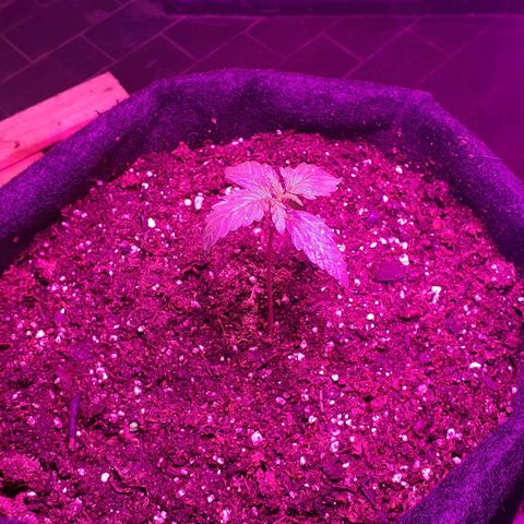 Jazmin growlog photo: Por lo visto va bien sana 
