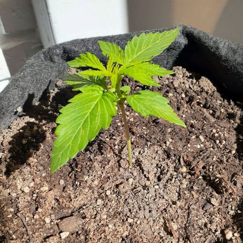 Jazmin growlog timeline photo