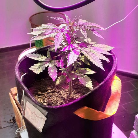Jazmin growlog timeline photo