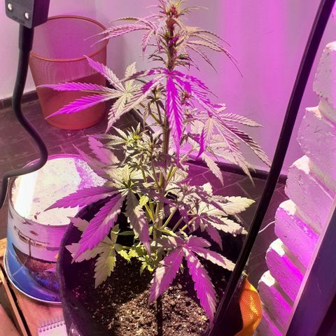 Jazmin growlog timeline photo