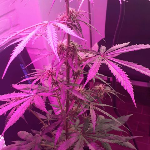 Jazmin growlog photo: Bella