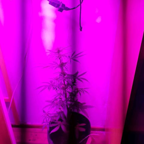 Jazmin growlog timeline photo