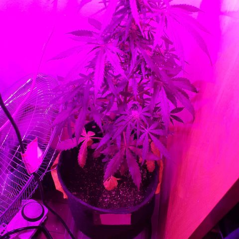 Jazmin growlog timeline photo