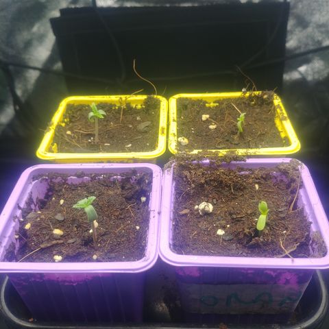 Northern #2 growlog photo: Asoma plantula.