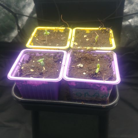 Northern #2 growlog photo: Asoma plantula.