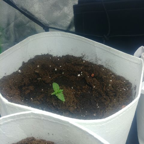 Northern #2 growlog photo: Transplante a macetas de 10 lt.