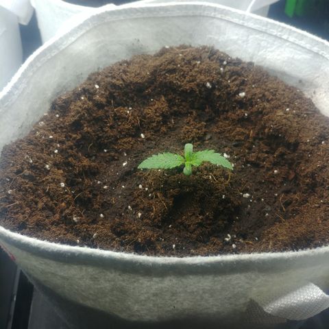 Northern #2 growlog photo: Transplante a macetas de 10 lt.