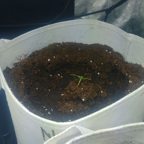 Northern #2 growlog photo: Transplante a macetas de 10 lt.
