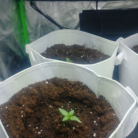 Northern #2 growlog photo: Transplante a macetas de 10 lt.