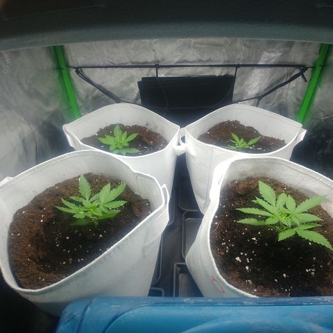 Northern #2 growlog photo: 16 días desde la germinación.
3 semana de vegetación