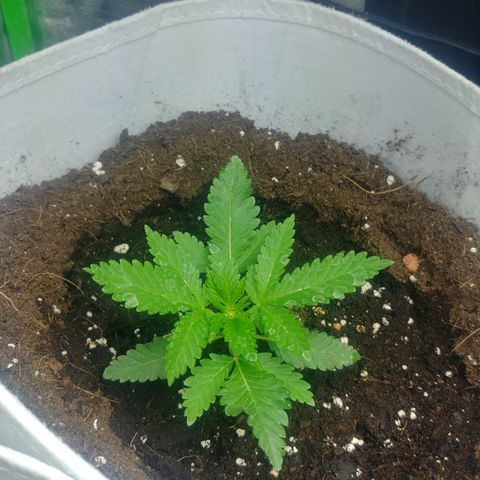 Northern #2 growlog photo: 16 días desde la germinación.
3 semana de vegetación