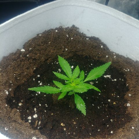 Northern #2 growlog timeline photo