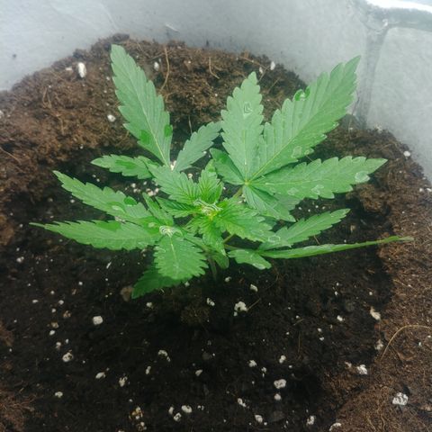 Orange #1 growlog timeline photo