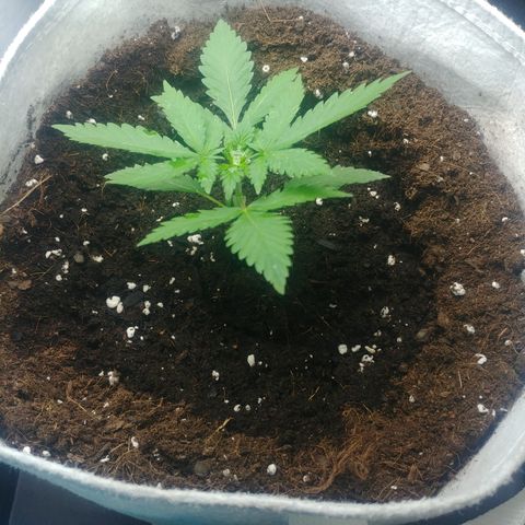 Orange #2 growlog timeline photo