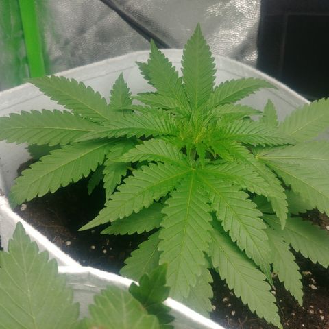 Northern #1 growlog photo: 25 días desde la germinación.