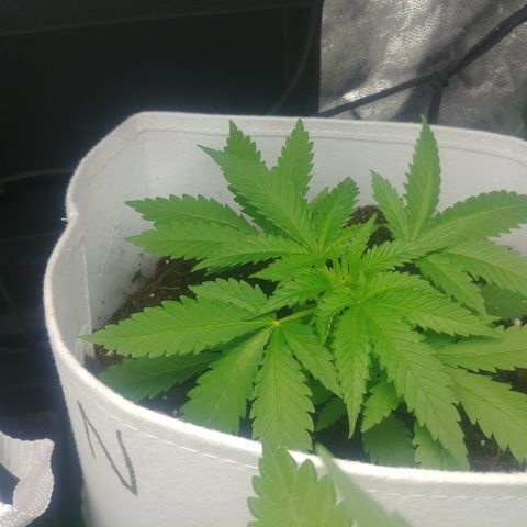 Northern #2 growlog photo: 25 días desde la germinación.