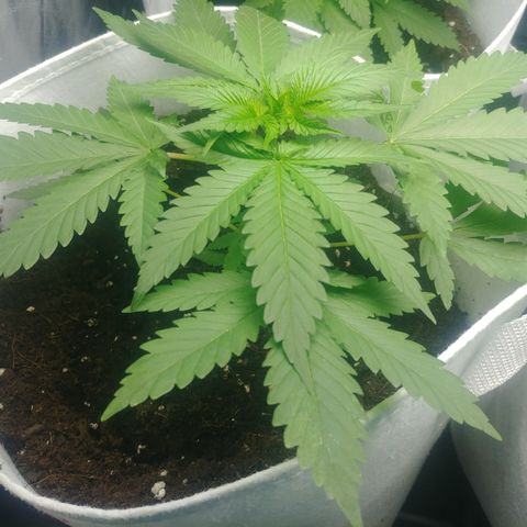 Orange #1 growlog photo: 25 días desde la germinación.
