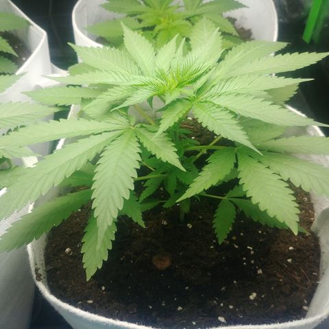 Orange #2 growlog photo: 25 días desde la germinación.