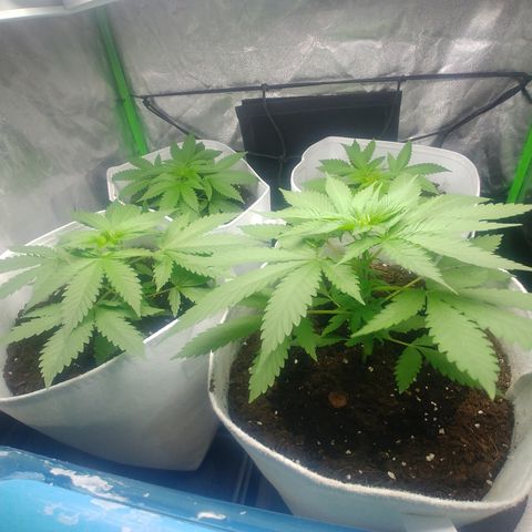 Northern #2 growlog photo: 25 días desde la germinación.