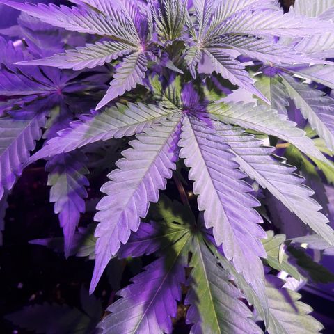 Orange #1 growlog timeline photo
