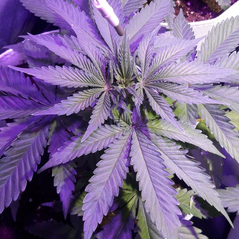 Orange #1 growlog timeline photo
