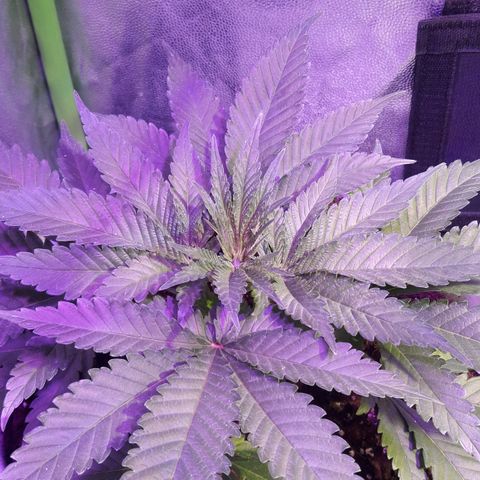 Northern #1 growlog timeline photo