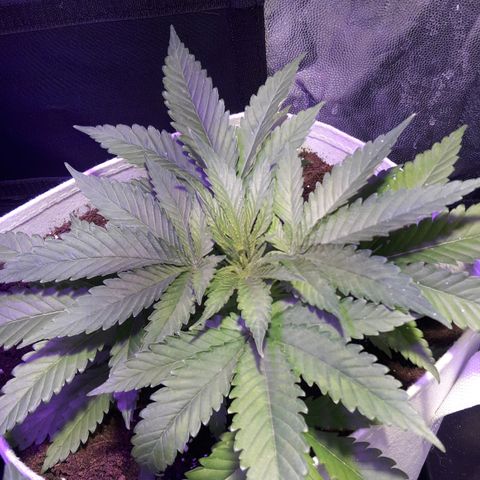 Northern #2 growlog timeline photo