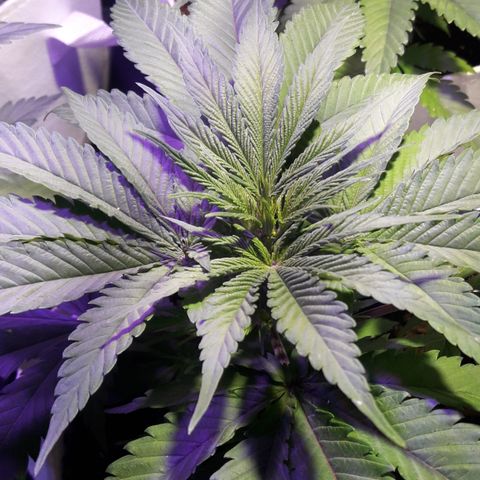 Orange #2 growlog timeline photo