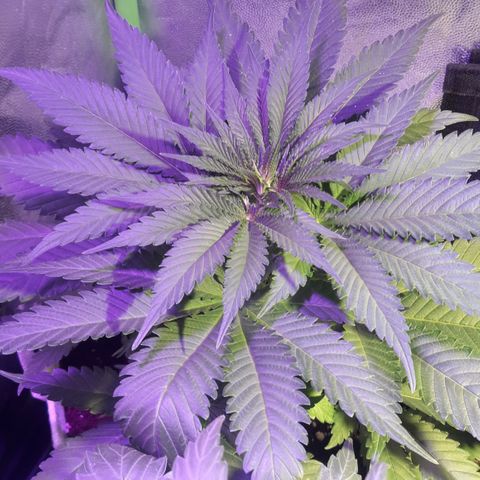 Northern #2 growlog timeline photo