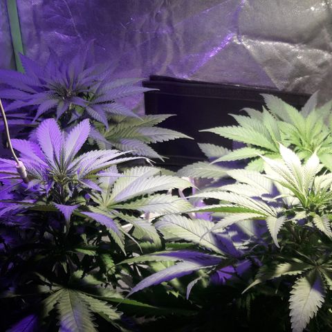 Northern #2 growlog timeline photo