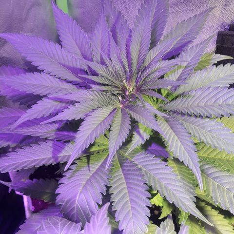 Northern #1 growlog timeline photo