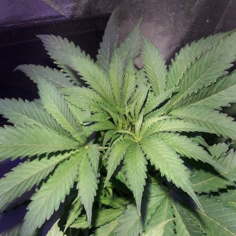 Northern #2 growlog timeline photo