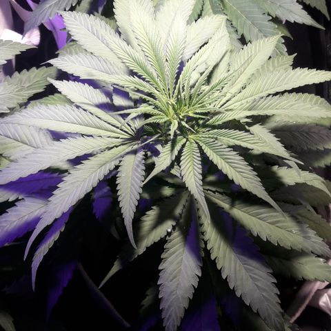 Orange #1 growlog timeline photo
