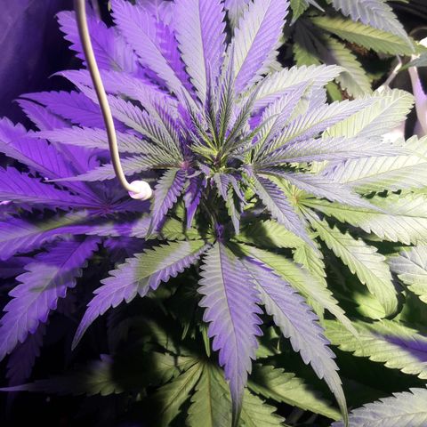 Orange #2 growlog timeline photo