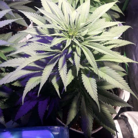 Orange #2 growlog photo: Dia 48 desde la germinación.