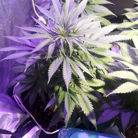 Orange #1 growlog photo: Dia 48 desde la germinación.