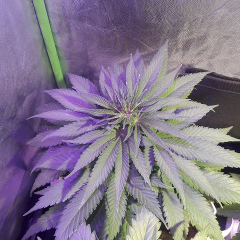 Northern #1 growlog photo: Dia 48 desde la germinación.