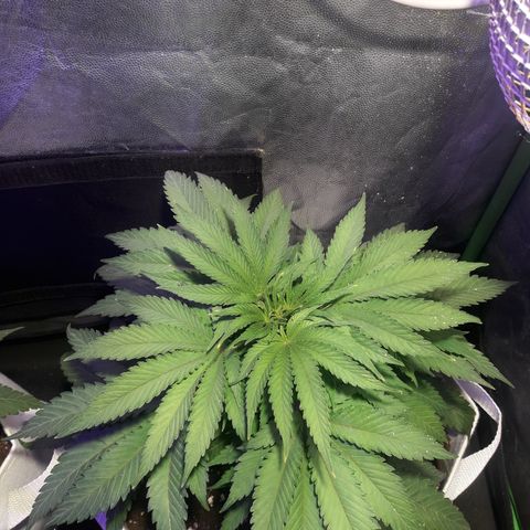 Northern #2 growlog photo: Dia 48 desde la germinación.