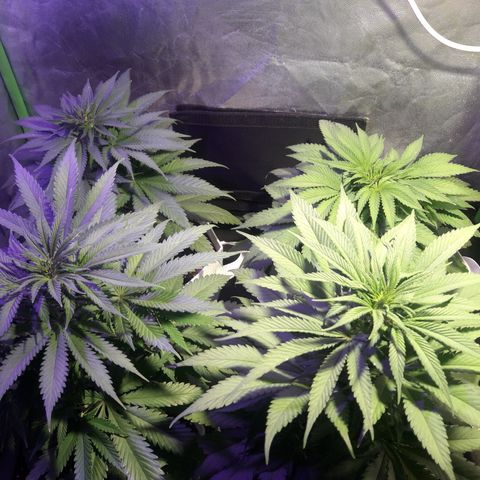 Northern #2 growlog photo: Dia 48 desde la germinación.
