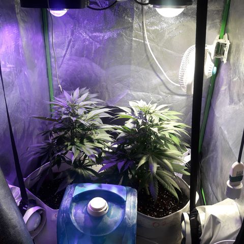Northern #2 growlog photo: Dia 48 desde la germinación.