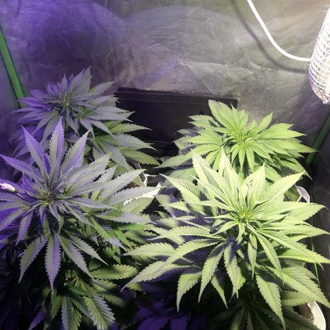 Northern #2 growlog photo: Dia 48 desde la germinación.