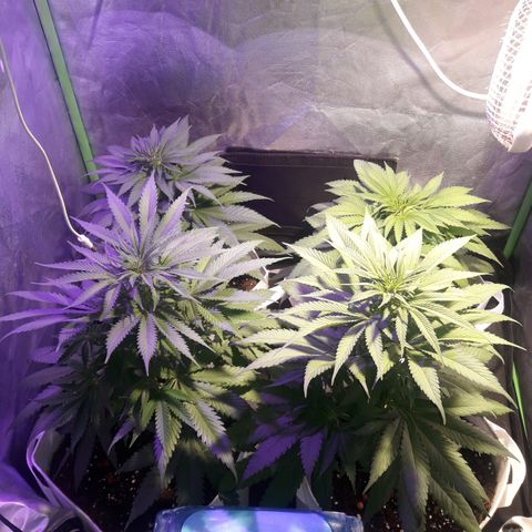 Northern #2 growlog photo: Dia 48 desde la germinación.