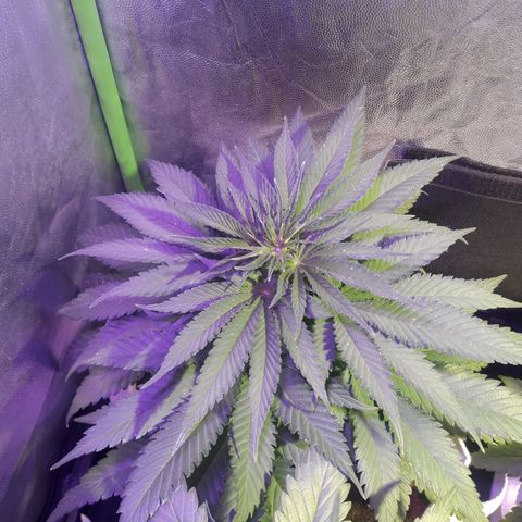 Northern #1 growlog timeline photo